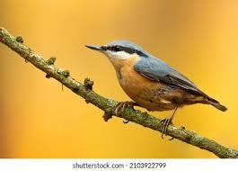 Image result for Sitta europaea