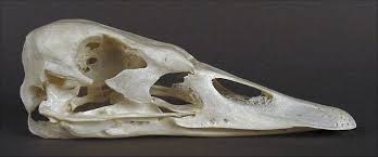 Image result for Cygnus cygnus