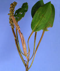 Attēlu rezultāti vaicājumam “Potamogetonaceae”