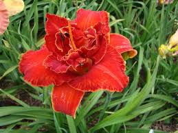 Image result for Hemerocallis `Moses Fire`