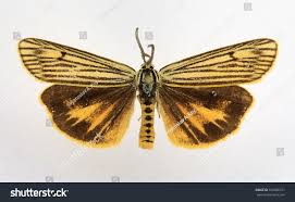 Attēlu rezultāti vaicājumam “Spiris striata”