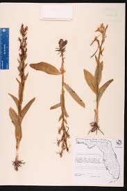 Attēlu rezultāti vaicājumam “Epipactis palustris bud”