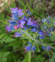 Attēlu rezultāti vaicājumam “Echium vulgare”