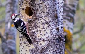 Attēlu rezultāti vaicājumam “Dendrocopos leucotos female”