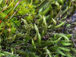 Attēlu rezultāti vaicājumam “Leucodon sciuroides”