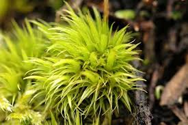 Attēlu rezultāti vaicājumam “Dicranum majus”