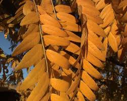 Attēlu rezultāti vaicājumam “Gleditsia triacanthos leaf”
