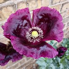 Image result for Papaver somniferum Black