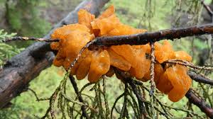 Attēlu rezultāti vaicājumam “Exidia saccharina”