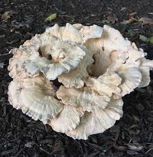 Attēlu rezultāti vaicājumam “Grifola frondosa”