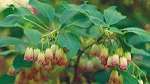 Attēlu rezultāti vaicājumam “Enkianthus campanulatus flower”
