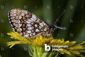 Attēlu rezultāti vaicājumam “Mellicta athalia”