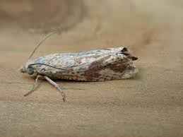 Attēlu rezultāti vaicājumam “Thiodia citrana”