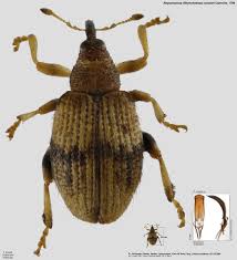 Attēlu rezultāti vaicājumam “Rhynchaenus lonicerae”