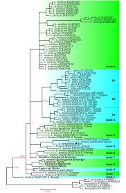 Attēlu rezultāti vaicājumam “Lepus sp.”