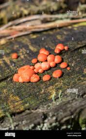 Attēlu rezultāti vaicājumam “Lycogala conicum macro”