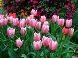 Attēlu rezultāti vaicājumam “Tulipa gesneriana”