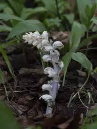 Attēlu rezultāti vaicājumam “Lathraea squamaria bud”