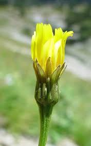 Attēlu rezultāti vaicājumam “Leontodon hispidus leaf”