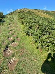 Image result for cad west