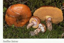 Attēlu rezultāti vaicājumam “Suillus luteus”