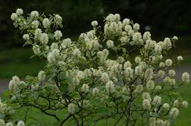 Attēlu rezultāti vaicājumam “Fothergilla major”