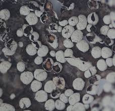 Attēlu rezultāti vaicājumam “Comatricha fragilis spores”