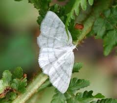 Attēlu rezultāti vaicājumam “Cabera pusaria male”