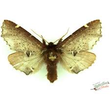 Attēlu rezultāti vaicājumam “Hepialus sylvina female”