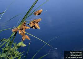 Attēlu rezultāti vaicājumam “Symphytocarpus impexus sessile”