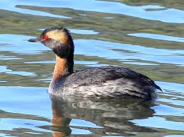 Image result for Podiceps auritus