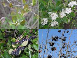 Attēlu rezultāti vaicājumam “x Sorbaronia fallax”