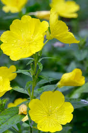 Image result for Nachtkerze