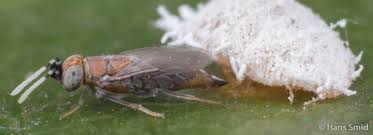 Attēlu rezultāti vaicājumam “Aphodius sp. imago”