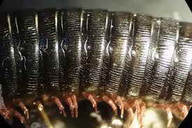 Attēlu rezultāti vaicājumam “Ommatoiulus vilnensis”