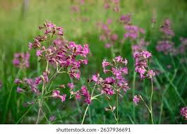 Attēlu rezultāti vaicājumam “Silene viscaria bud”