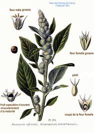 Attēlu rezultāti vaicājumam “Amaranthus retroflexus”