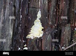 Attēlu rezultāti vaicājumam “Flaviporus citrinellus”