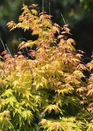 Image result for Acer palmatum `Orange Dream`