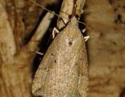 Attēlu rezultāti vaicājumam “Hypena rostralis”