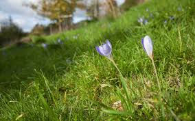Attēlu rezultāti vaicājumam “Crocus speciosus”