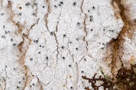 Attēlu rezultāti vaicājumam “Stictis”