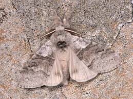 Attēlu rezultāti vaicājumam “Calliteara pudibunda”