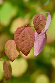 Attēlu rezultāti vaicājumam “Cercidiphyllum japonicum”