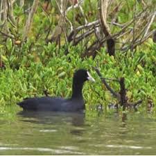 Attēlu rezultāti vaicājumam “Fulica atra adult”