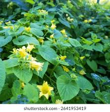 Attēlu rezultāti vaicājumam “Thladiantha dubia”