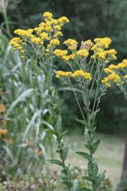 Attēlu rezultāti vaicājumam “Oligonema flavidum”