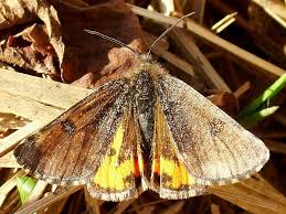 Attēlu rezultāti vaicājumam “Archiearis parthenias”