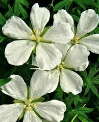 Attēlu rezultāti vaicājumam “Geranium sanguineum”