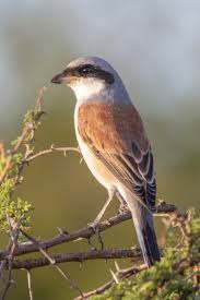 Attēlu rezultāti vaicājumam “Lanius collurio”